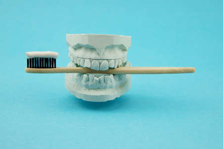 Plaster model of the jaw with a bamboo natural toothbrush and environmental toothpaste. Teeth care. Oral care. Blue backgroundの写真素材