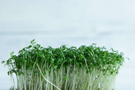 Fresh microgreens. growing cressalate on a white background. Healthy eatingの写真素材