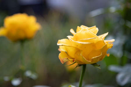 Two blooming pink rose buds in the garden. A bud in the background in defocus. Idea for design postcards. Summer, spring. Place for text.の写真素材