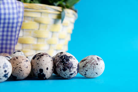 Quail eggs in front of a basket with flowers on a blue background. Easter card. Place for text. Easter light holiday.の写真素材