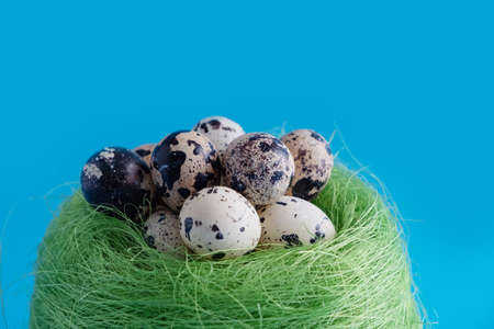 Close-up of a nest of green grass with quail eggs on a blue background. Easter. Place for text.