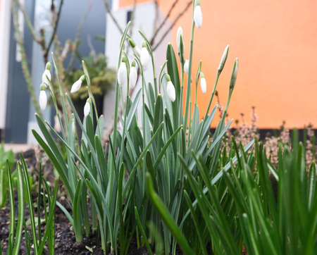 A bush of snowdrops in front of the house. Spring flowersの写真素材