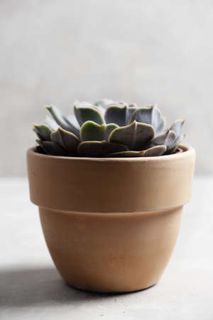 Beautiful succulent in a clay pot of natural color stands on a gray background. Breeding domestic plants. Succulent Care.の写真素材