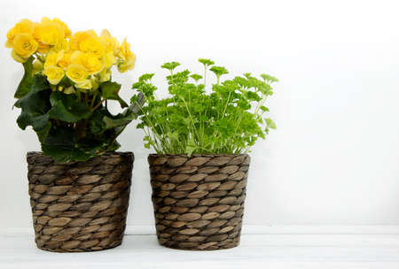 Blooming yellow begonia and green fresh parsley in wicker flower pots are standing on a white table. Cultivation of flowers as decorations for the home. Place for text.の写真素材