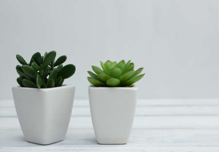 succulents in white ceramic pots on a white table. Care for home plants. Growing greens at home. Place for text.の写真素材