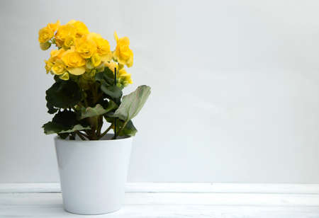 Yellow blooming begonia flower in a stylish white ceramic pot stands on a white wooden table on a...