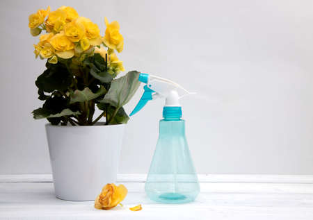 Yellow begonia flower in a white pot on a white wooden table. Near spray and withered bud. Care for home plants. Copy space.の写真素材
