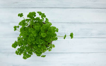 Bunch of juicy parsley on a white wooden table. View from above. Place for text. Fresh greens at home.の写真素材
