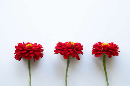 Three fresh red zinnia flowers lie in a row on a white background. Place for text