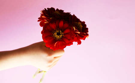 Three red zinnia flowers in a hand on a pink background. Place for text.