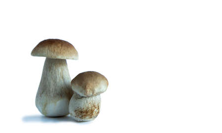 Two ceps, one large and one small on a white background. Two mushrooms with brown hats. Isolate.の写真素材