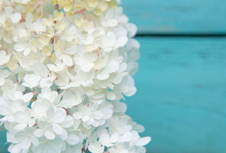 flowering branch of white spirea on old boards of turquoise color. Place for text. Card designの写真素材