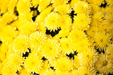 Beautiful yellow bush chrysanthemums on a sunny day. Gardening, botany, floristry, texture and...