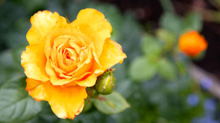 blooming yellow rose flower next to an unopened bud in a summer garden on a background of blurred grass and flowers.の写真素材