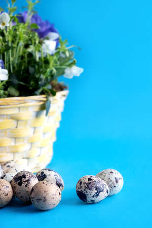 Quail eggs lie next to the spring wicker basket with flowers on a blue background. Easter card. Place for text.の写真素材