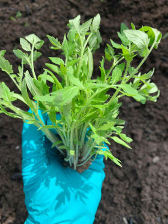 Tomato seedlings in a hand in a rubber perat on a background of black earth. Seedlings. Spring planting. Cultivation of a garden. vertical orientationの写真素材