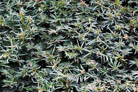 Texture of yew branches. Perfect background from the branches of an evergreen treeの写真素材