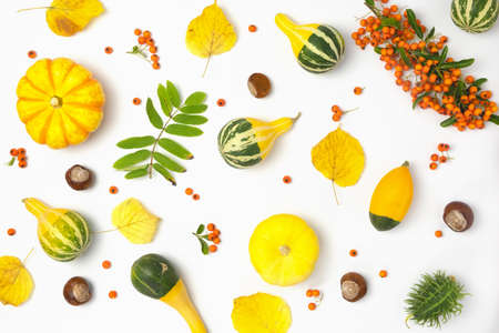 Autumn background of ripe pumpkins, rowan berries and leaves on a white background. Harvest concept, Thanksgiving.の写真素材