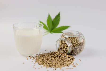 A glass of vegetable hemp milk on a background of cannabis seeds and leaves. Replacement of cow's milk. Copy space.の写真素材