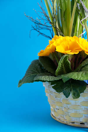 Wicker white basket with blooming spring flowers on a blue background. Drawing up bouquets for the...