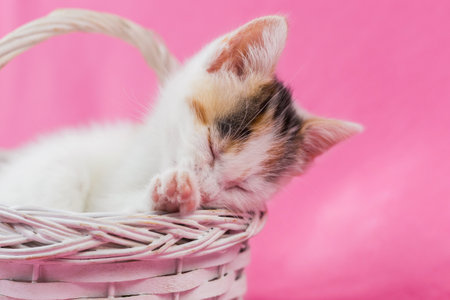 Cute and lovely kitten is sleeping in a white wicker basket on a pink background. Place for text. Valentines Day. Petsの写真素材