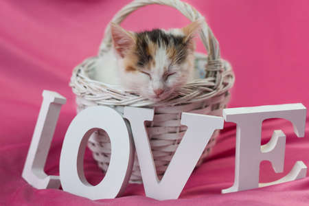 Cute tricolor kitten sleeps in a white wicker basket on a visual background. The word Love made of wooden letters next to it. Postcard, congratulations on the holidayの写真素材