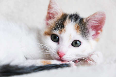 A cute tricolor kitten lies on the bedspread in the bedroom and looks at the camera. Adorable pets,...