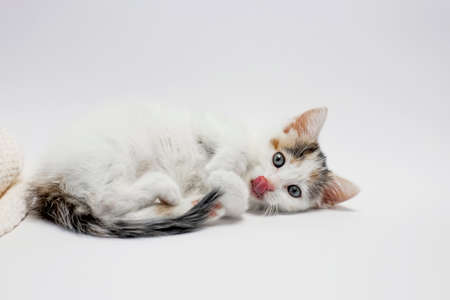 Cute tricolor kitten, the cat lies with his tongue hanging out on a light background. Space for...