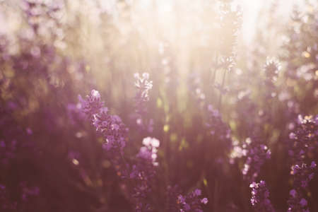 Spring background. Field of purple lavender in defocus.Natural background, concept of natural...
