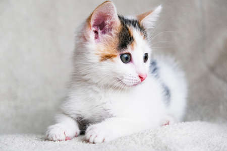 Portrait of a cute, adorable and playfully tricolor kitten on a light armchair or bed. Taking care and taking care of pets. Horizontal orientationの写真素材