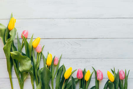 Pink and yellow tulips lie on a white wooden background. Ideal for your design and postcards. Copy spaceの写真素材
