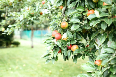 Apple orchard on a sunny summer day. Ripe apples on trees. Harvesting.