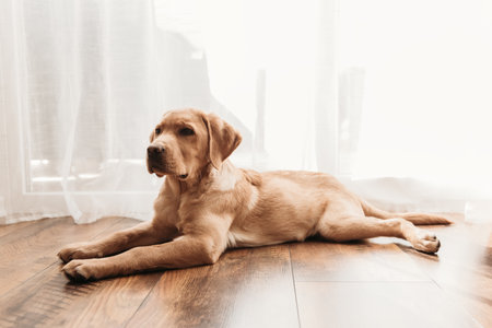 A four-month-old puppy of a fawn Labrador retriever lies at home on the floor. Maintenance and care of pets. Dogs are friends and faithful companions of manの写真素材