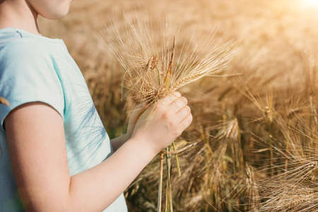 Close-up of a girls hand with a bouquet of spikelets and a field. Harvesting, summer vacation in nature. Happiness, vacationの写真素材
