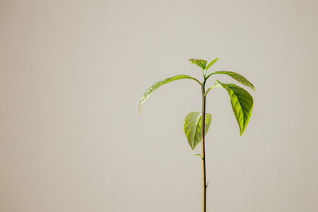 Avocado sprout close up. Avocado leaves on a beige background with copy space. Growing exotic plants at home. New lifeの写真素材