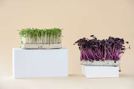 Microgreens of radish and cressalata on a beige background.Super food. Great addition to salads