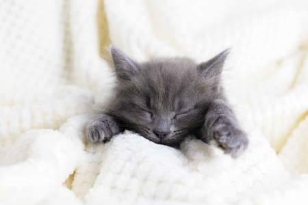 Cute domestic gray kitten sleeps sweetly wrapped in a soft blanket. Rest from the bustle and dreams