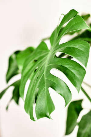 Beautiful monstera leaf close-up on a white wall background. Houseplants in pots. Caring for home...