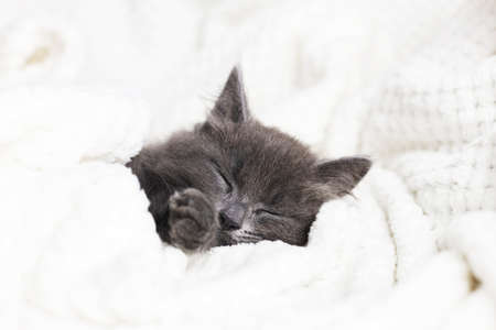 Cute domestic gray kitten sleeps sweetly wrapped in a soft blanket. Rest from the bustle and dreams