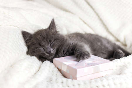 A cute gray Maine Coon kitten sleeps with his paw on a box with a gift. Selection of gifts. Gifts for valentines day and birthday. Adorable petsの写真素材