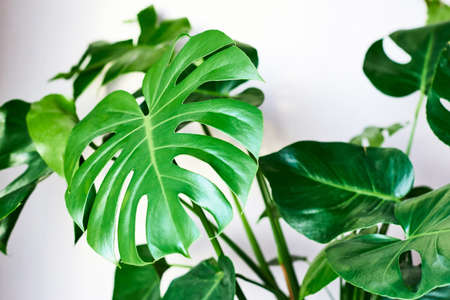Beautiful monstera leaf close-up on a white wall background. Houseplants in pots. Caring for home flowersの写真素材