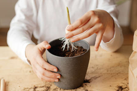 Close-up girls hands planting a garlic sprout. Young botanist and gardener. Hobby for home
