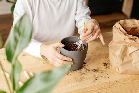 Close-up girls hands planting a garlic sprout. Young botanist and gardener. Hobby for homeの写真素材
