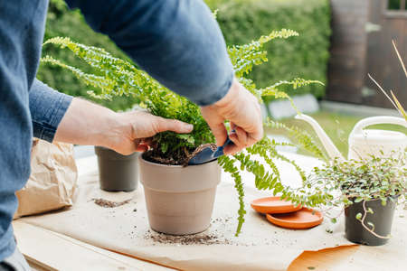 A male gardener transplants home plants into ceramic pots. The concept of home gardening and interior decoration with home flowersの写真素材