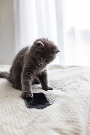 Funny gray kitten sits on the bed and uses a mobile phone with his paw.の写真素材