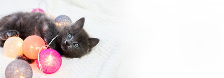 A gray kitten plays on a beige bedspread with cotton lanterns. Banner perfect for your design. Holiday eveの写真素材