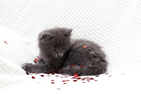 Cute gray kitten in red glitter hearts on a white blanket. Funny pets. valentines dayの写真素材