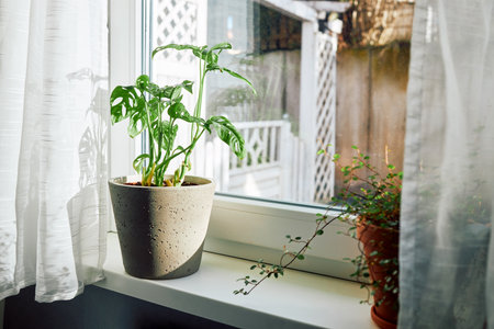 Monstera houseplant and Muehlenbeckia in pots on the windowsill next to the window. Home gardening concept. home decorの写真素材