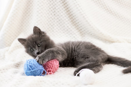 A cute gray kitten plays with multi-colored balls of wool. funny petsの写真素材