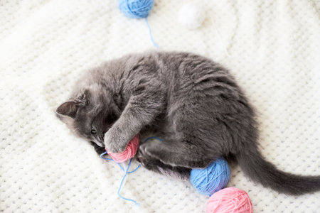 A cute gray kitten plays with multi-colored balls of wool. funny petsの写真素材
